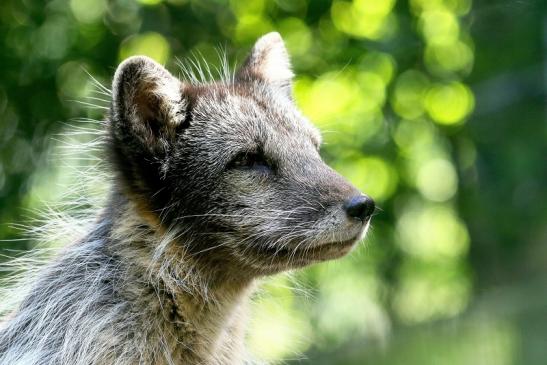 Polarfuchs Opel Zoo Kronberg 2017