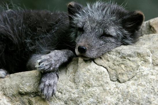 Polarfuchs Wildpark Bad Mergentheim 2015