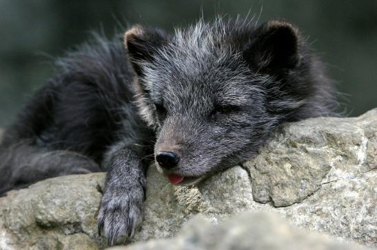 Polarfuchs Wildpark Bad Mergentheim 2015