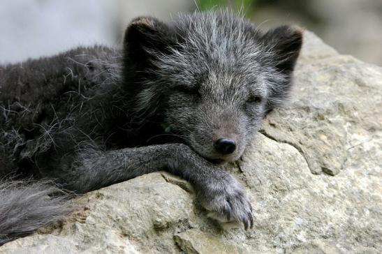 Polarfuchs Wildpark Bad Mergentheim 2015