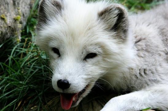 Polarfuchs Wildpark Bad Mergentheim 2015