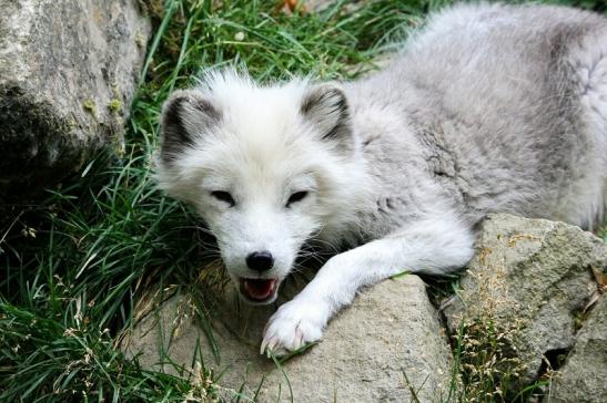 Polarfuchs Wildpark Bad Mergentheim 2015