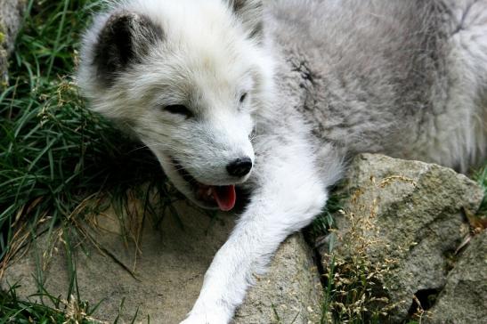 Polarfuchs Wildpark Bad Mergentheim 2015