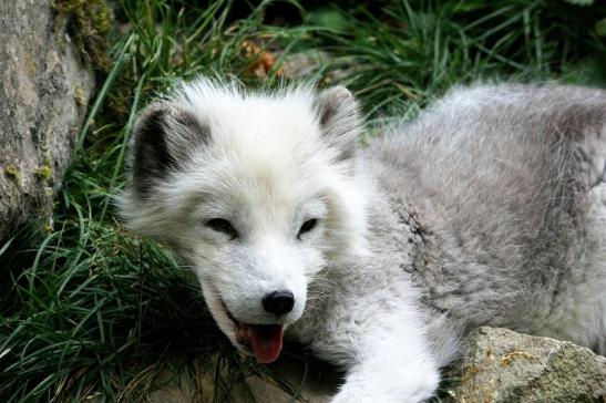 Polarfuchs Wildpark Bad Mergentheim 2015