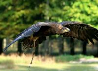 Falknerei im Wildpark Alte Fasanerie Klein Auheim