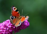 Kleintiere - Insekten - Amphibien