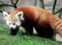 Roter Pandabär