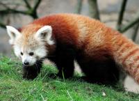 Pandabär