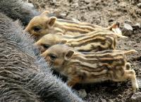 Wildschwein