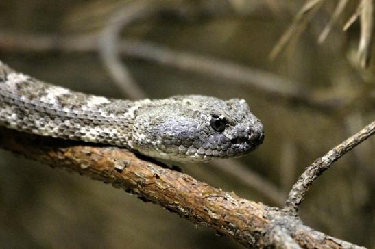 Prärieklapperschlange Zoo Vivarium Darmstadt 2013