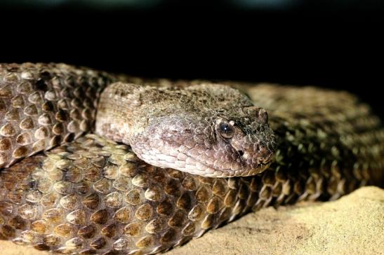 Prärieklapperschlange Zoo Vivarium Darmstadt 2017