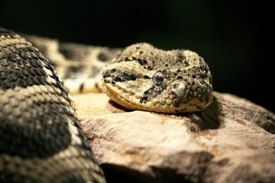 Puffotter Zoo Vivarium Darmstadt 2012