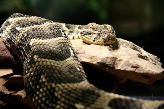 Puffotter Zoo Vivarium Darmstadt 2012