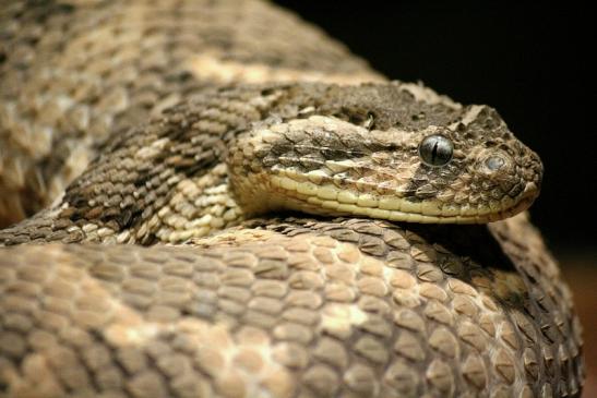 Puffotter Zoo Vivarium Darmstadt 2012