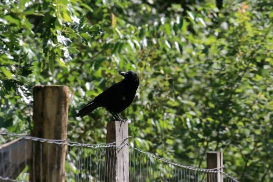 Rabenkrähe Wildpark Alte Fasanerie Klein Auheim 2019