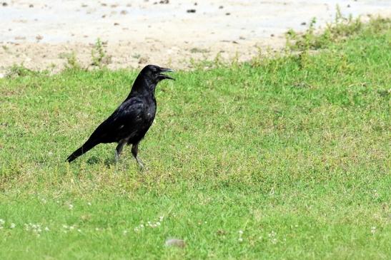 Rabenkrähe Wildpark Alte Fasanerie Klein Auheim 2021