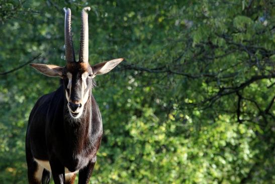 Rappenantilope Zoo Frankfurt am Main 2012