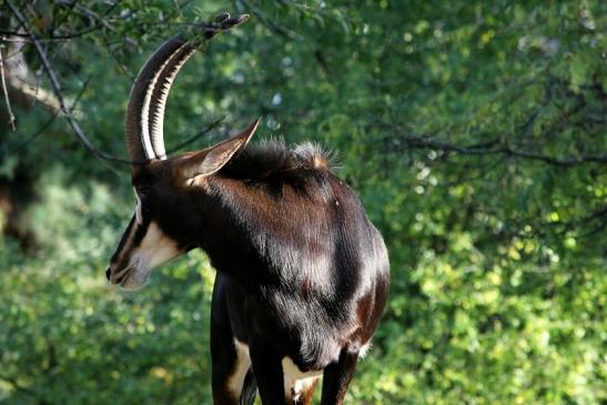 Rappenantilope Zoo Frankfurt am Main 2012