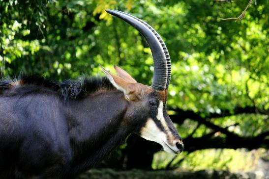 Rappenantilope Zoo Frankfurt am Main 2012