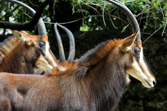 Rappenantilope Zoo Frankfurt am Main 2012