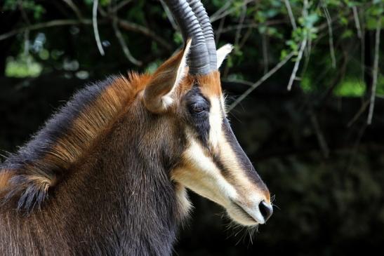 Rappenantilope Zoo Frankfurt am Main 2012