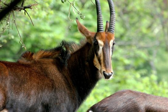 Rappenantilope Zoo Frankfurt am Main 2012