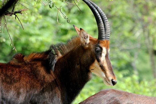 Rappenantilope Zoo Frankfurt am Main 2012