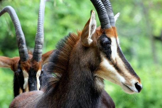 Rappenantilope Zoo Frankfurt am Main 2012