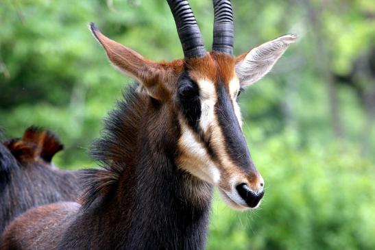 Rappenantilope Zoo Frankfurt am Main 2012