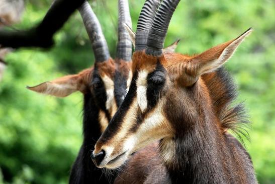 Rappenantilope Zoo Frankfurt am Main 2012