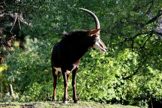 Rappenantilope Zoo Frankfurt am Main 2012