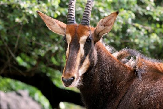 Rappenantilope Zoo Frankfurt am Main 2012