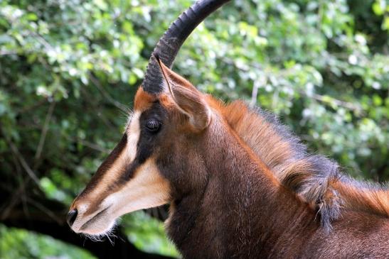 Rappenantilope Zoo Frankfurt am Main 2012