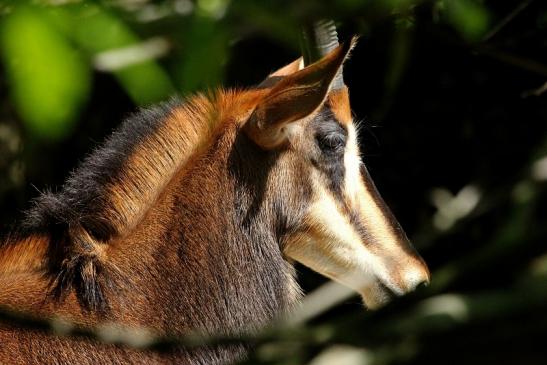 Rappenantilope Zoo Frankfurt am Main 2012