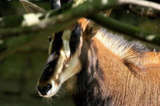 Rappenantilope Zoo Frankfurt am Main 2012