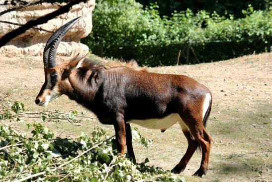 Rappenantilope Zoo Frankfurt am Main 2012