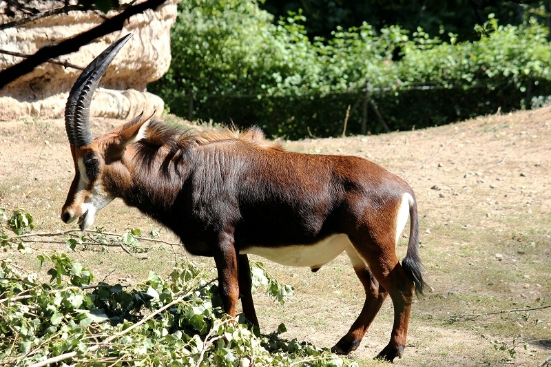 Rappenantilope Zoo Frankfurt am Main 2012