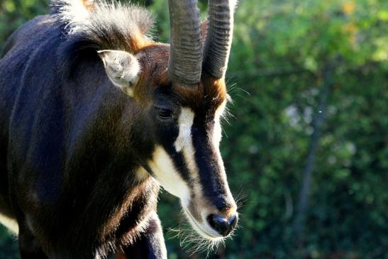 Rappenantilope Zoo Frankfurt am Main 2012