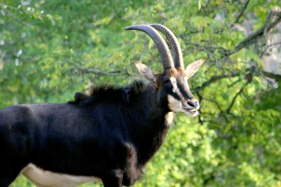 Rappenantilope Zoo Frankfurt am Main 2012