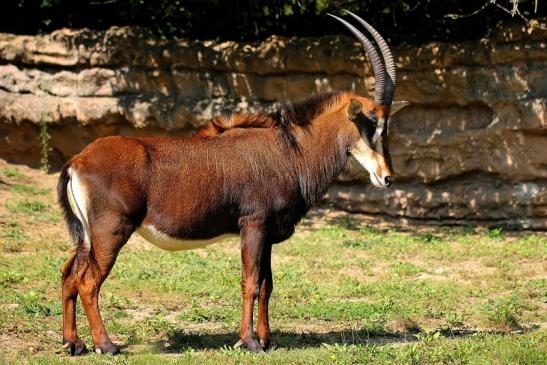 Rappenantilope Zoo Frankfurt am Main 2014