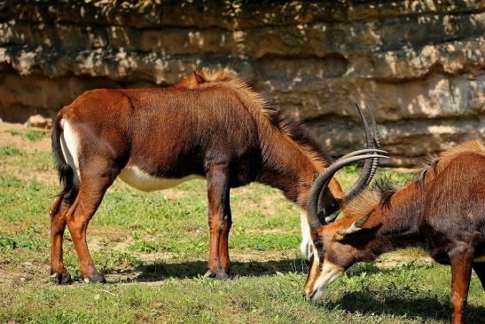 Rappenantilope Zoo Frankfurt am Main 2014