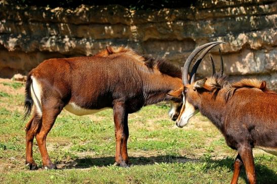 Rappenantilope Zoo Frankfurt am Main 2014