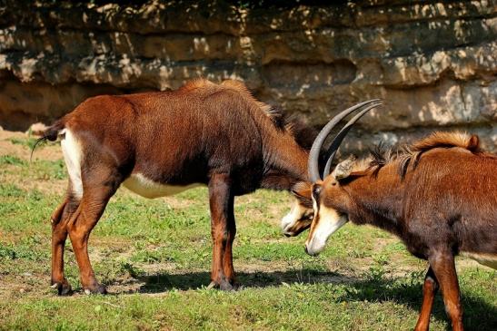 Rappenantilope Zoo Frankfurt am Main 2014