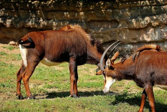 Rappenantilope Zoo Frankfurt am Main 2014