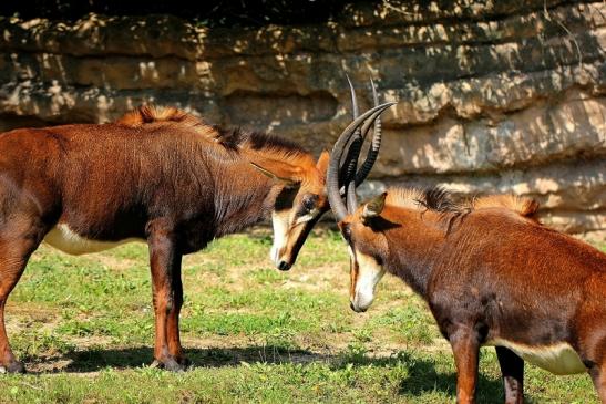 Rappenantilope Zoo Frankfurt am Main 2014