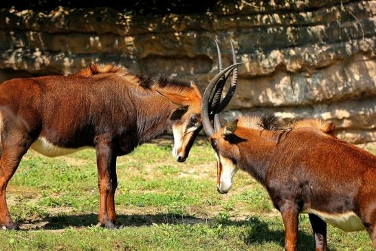 Rappenantilope Zoo Frankfurt am Main 2014