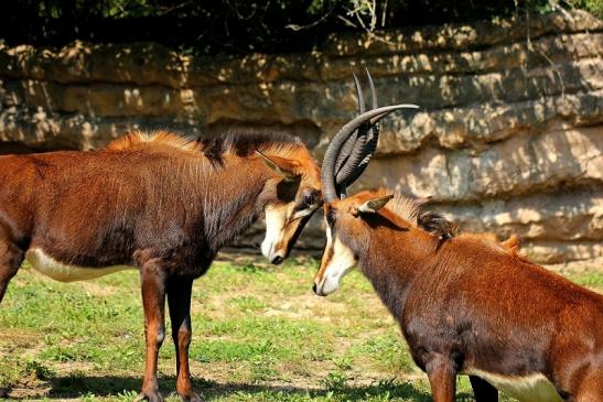 Rappenantilope Zoo Frankfurt am Main 2014