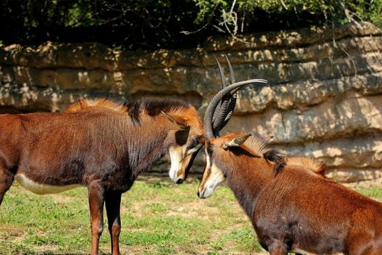 Rappenantilope Zoo Frankfurt am Main 2014