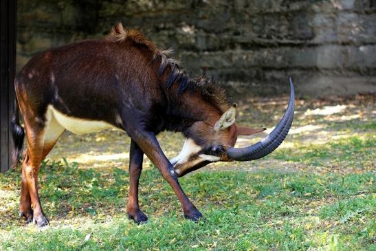 Rappenantilope Zoo Frankfurt am Main 2014