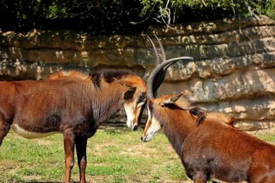 Rappenantilope Zoo Frankfurt am Main 2014